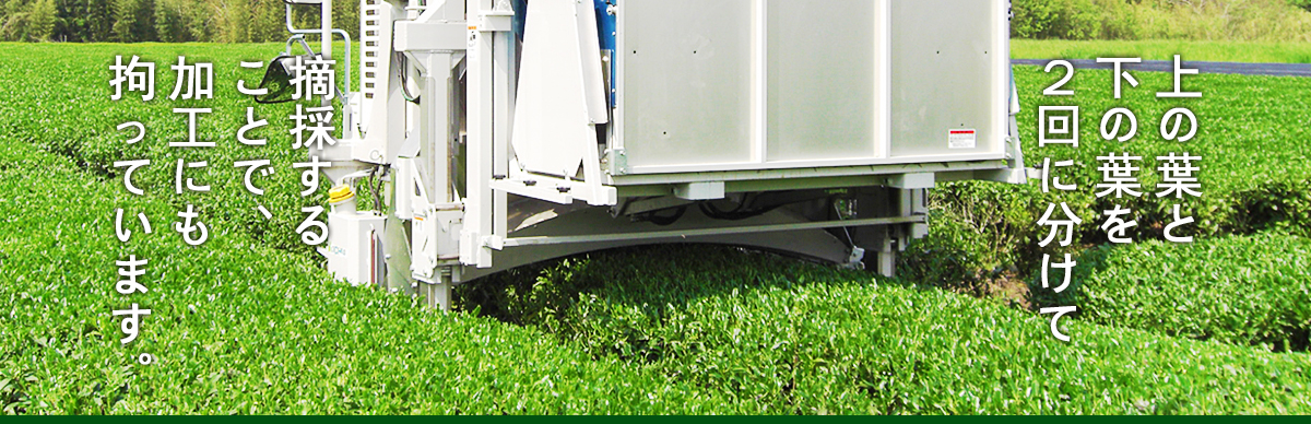 上の葉と下の葉を２回に分けて摘採することで、加工にも拘っています。