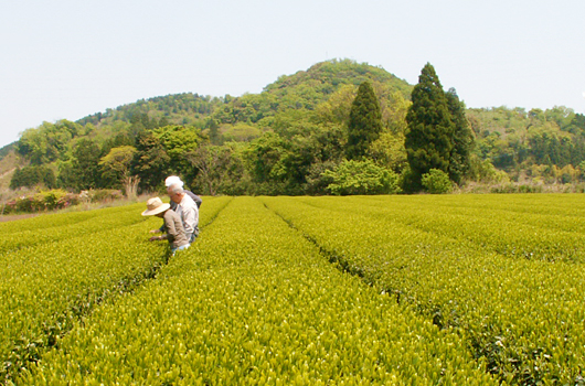 茶畑の写真